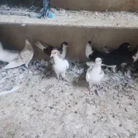 ساده