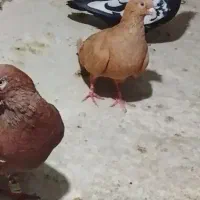 سلام به همه دوستان