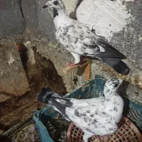 فروش چند کبوتر شهری ۱جفت یک جفت گوره ای