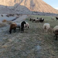 قوچ همو|حیوانات مزرعه|شیروان (خراسان), |دیوار