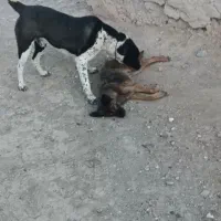 سگ پژدر سرابی