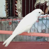 قناری نر جوان