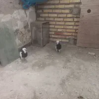 فروش یک جفت کبوتر نروماده طوقی