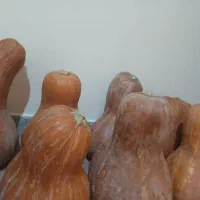 کدو بروجرد کدو عسل وشیرین خوشمزه کیلویی ۳۵ هزار