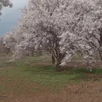 بادام  یه پوست امسال شیره انگور|عمده‌فروشی|تاکستان, |دیوار