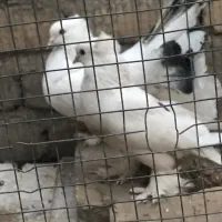 یک جفت کبوتر نر سینه لرزون ماده پاپر بلند