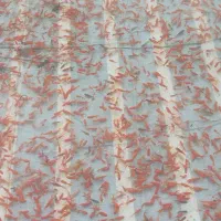 ماهی قرمز|ماهی|رشت, کوی مهر|دیوار