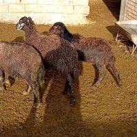 سه راس بره نر پای پرداز مال صحرا