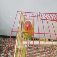 طوطی برزیلی|پرنده|گرمدره, |دیوار