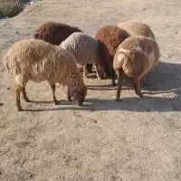 بره ماده تولو