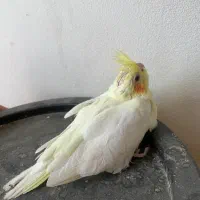 جوجه عروس سرلاکی