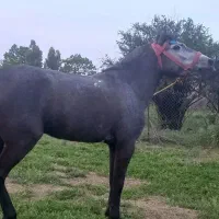 مادیان فروشی ۵ ساله