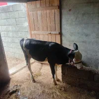 گاودورگ محلی باگوساله نرسیمنتال