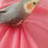 عروس هلندی گمشده محدوده ازادگان خ جوادالائمه شرقی7