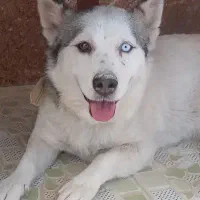 مفقودی گم شده پیدا شده سگ هاسکی در بهارستان