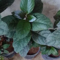 گل آپارتمانی و باغچه ای