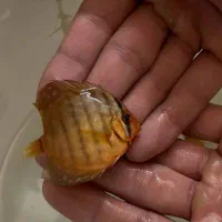 آبزی پرور آمازون دیسکس تترا چانا آروانا وغیره|ماهی|اصفهان, شمس آباد|دیوار