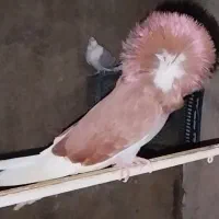 کبوتر زینتی