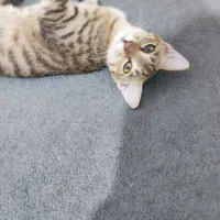 دو گربه ماده هشت ماهه