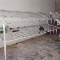 میز میوه فروشی|فروشگاه و مغازه|تربت‌حیدریه, مسجد جامع|دیوار