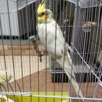 عروس هلندی ماده