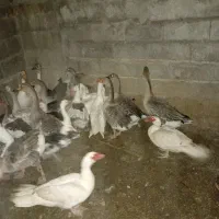 غاز و اردک اسرائیلی