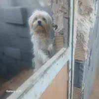 پاپی زبر و زرنگ|سگ|شهرضا, |دیوار