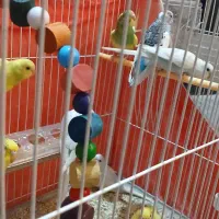 مرغ عشق فنچ قناری پرنده|پرنده|خواف, |دیوار