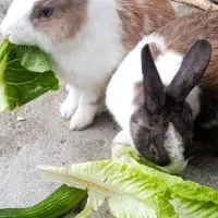 خرگوش|موش و خرگوش|سیریک, |دیوار