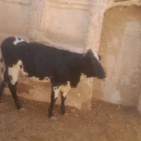 فروش گوساله هلشتاین