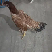 مرغ وخروس لاری|حیوانات مزرعه|بانه, |دیوار