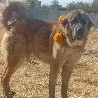 واگذاری ی قلاده شاه توله نر ۱۰ ماهه اصل جنس