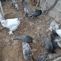 بوقلمون و مرغ برهما و کوشین|حیوانات مزرعه|شیراز, بید زرد|دیوار