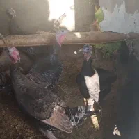 بقلمون برنز