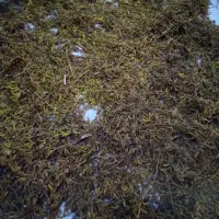 فروش دانه های روغنی برای کوکو،سویا،نخود پشمی|خوردنی و آشامیدنی|ماسال, |دیوار