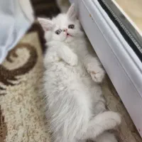 گربه دوماهه