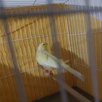 فروش یک جفت قناری نر و ماده|پرنده|محمدشهر, ولدآباد|دیوار