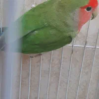 طوطی برزیلی نر