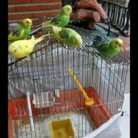 طوطی عروس ومرغ عشق|پرنده|تاکستان, |دیوار