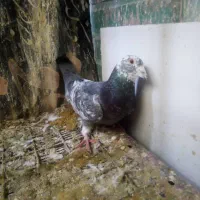 کفتر کفتر بازی مایه کفتر خوب