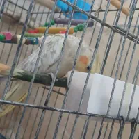 عروس هلندی با تخم