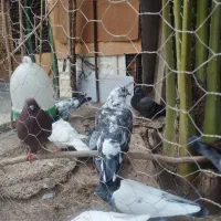 کفتر معاوضه با انگشتر فیروزه نیشابور رگه دار