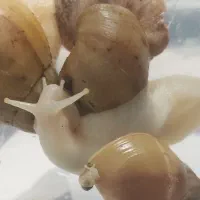 فروش حلزون آفریقایی و جهت پرورش و حلزون تراپی