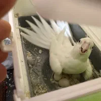 جفت عروس هلندی مولد