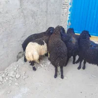 بره زنده