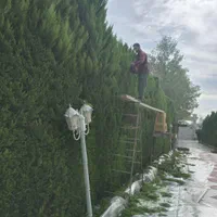 خدمات باغبانی وعلف تراشی زمین|خدمات باغبانی و درختکاری|رشت, گیل|دیوار