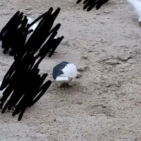 چپ سیاه نر|پرنده|بهبهان, |دیوار