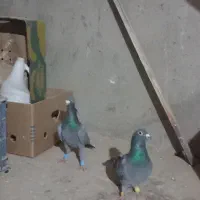 کبوتر پلاکی معاوضه با قناری