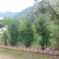گل یوکا