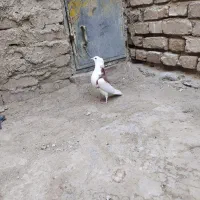 کبوتر پشت طوق|پرنده|سراوان, |دیوار